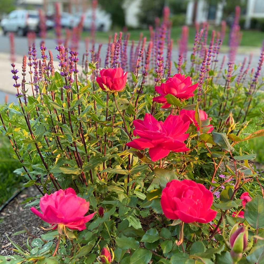 Meet your Posher, Marie-claire